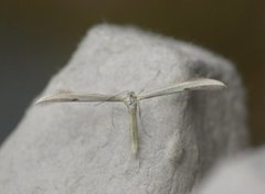 Hellinsia osteodactylus (Svovelfjærmøll)