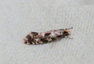 Nemapogon cloacella (Cork Moth)
