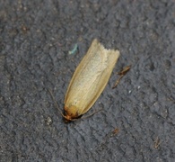 Zelotherses paleana (Sørlig gulbladvikler)