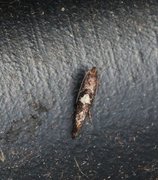 Acrolepiopsis assectella (Leek Moth)