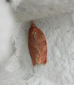 Pandemis heparana (Rødbrun bladvikler)