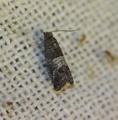 Spilonota laricana (Larch-bud Moth)