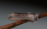 Cucullia chamomillae (Vårhettefly)