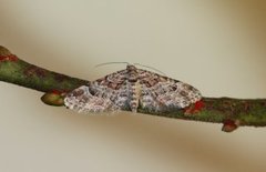 Gymnoscelis rufifasciata (Knoppmåler)