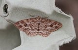 Ectropis crepuscularia (Small Engrailed)