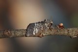 Drymonia ruficornis (Lunar Marbled Brown)
