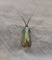 Adela reaumurella (Green Long-horn)