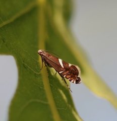 Glyphipterix forsterella (Sedge Fanner)