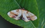 Plagodis dolabraria (Smal skumringsmåler)