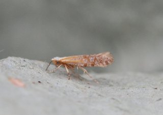 Argyresthia dilectella (Juniper Argent)