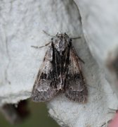 Acronicta alni (Alder Moth)