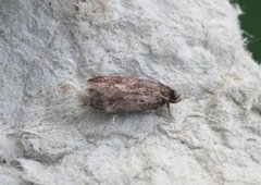 Borkhausenia fuscescens (Small Dingy Tubic)