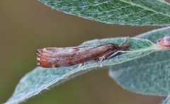 Pediasia truncatellus (Brednebbmott)