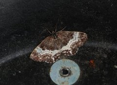 Spargania luctuata (White-banded Carpet)