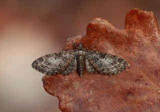 Eupithecia abbreviata (Vårdvergmåler)