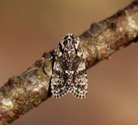 Acronicta rumicis (Syrekveldfly)