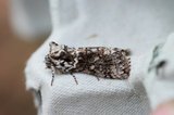Polyploca ridens (Frosted Green)