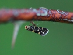 Lampronia corticella (Bringebærknoppmøll)