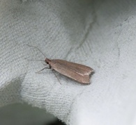 Acompsia cinerella (Ash-coloured Sober)