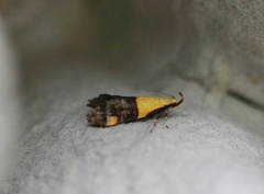 Oecophora bractella