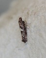 Acrolepiopsis assectella (Purremøll)