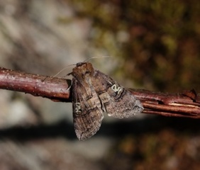 Tethea ocularis (Øyehalvspinner)