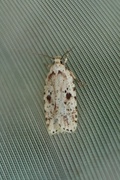 Agonopterix arenella (Brindled Flat-body)