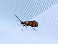 Micropterix tunbergella (Red-barred Gold)