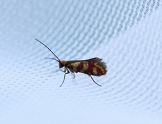 Micropterix tunbergella (Red-barred Gold)