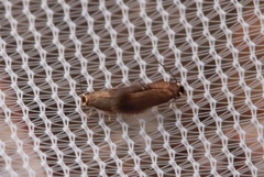 Stigmella atricapitella (Black-headed Pygmy)