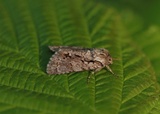 Acronicta auricoma (Broket kveldfly)