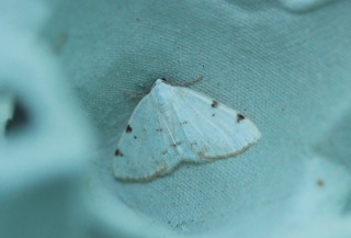 Lomographa bimaculata (White-pinion Spotted)