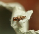 Enarmonia formosana (Cherry Bark Moth)