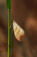 Falcaria lacertinaria (Fliksigdvinge)