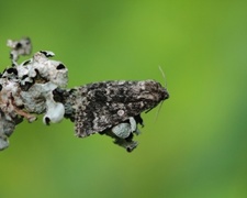 Acronicta megacephala (Ospekveldfly)