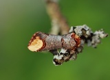 Phalera bucephala (Buff-tip)