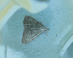 Pechipogo strigilata (Eikeviftefly)