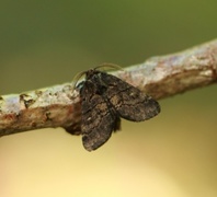 Gluphisia crenata (Brun ospetannspinner)