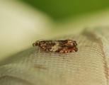 Epinotia abbreviana (Almekveldvikler)