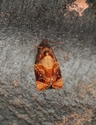Ditula angustiorana (Barlindvikler)