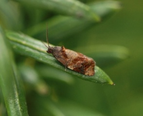 Ditula angustiorana (Barlindvikler)