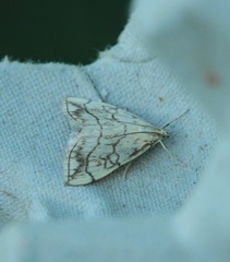 Evergestis pallidata (Chequered Straw)