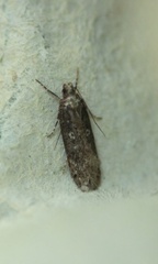 Gelechia sororculella (Dark-striped Groundling)
