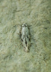 Stenolechia gemmella (Black-dotted Groundling)