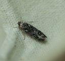 Gelechia nigra (Black Groundling)