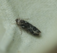 Gelechia nigra (Black Groundling)