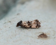 Cochylis atricapitana (Black-headed Conch)