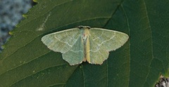 Thalera fimbrialis (Sussex Emerald)