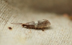 Eidophasia messingiella (Bitter-cress Smudge)