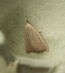 Macrochilo cribrumalis (Punktviftefly)
